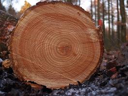 Cross section of a tree trunk showing growth rings.