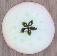 An apple cut in half across the middle showing five point symmetry.