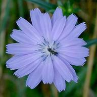 Chicory flower. A medium blue flower with many small rectangular petals radiating out from the center.