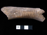 Notched bone from Turkey