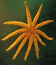 An orange, 11 armed sea star against a dark green background.